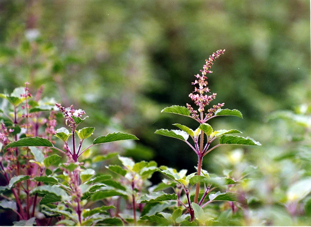 Rama Tulsi jpg jpeg