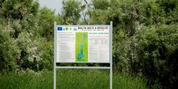 baltamica