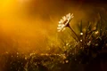 daisy 4373803 1920 jpg