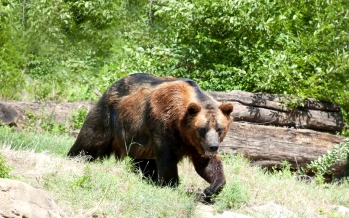 Un urs a distrus o stupină în Dâmbovița. FOTO Arhivă
