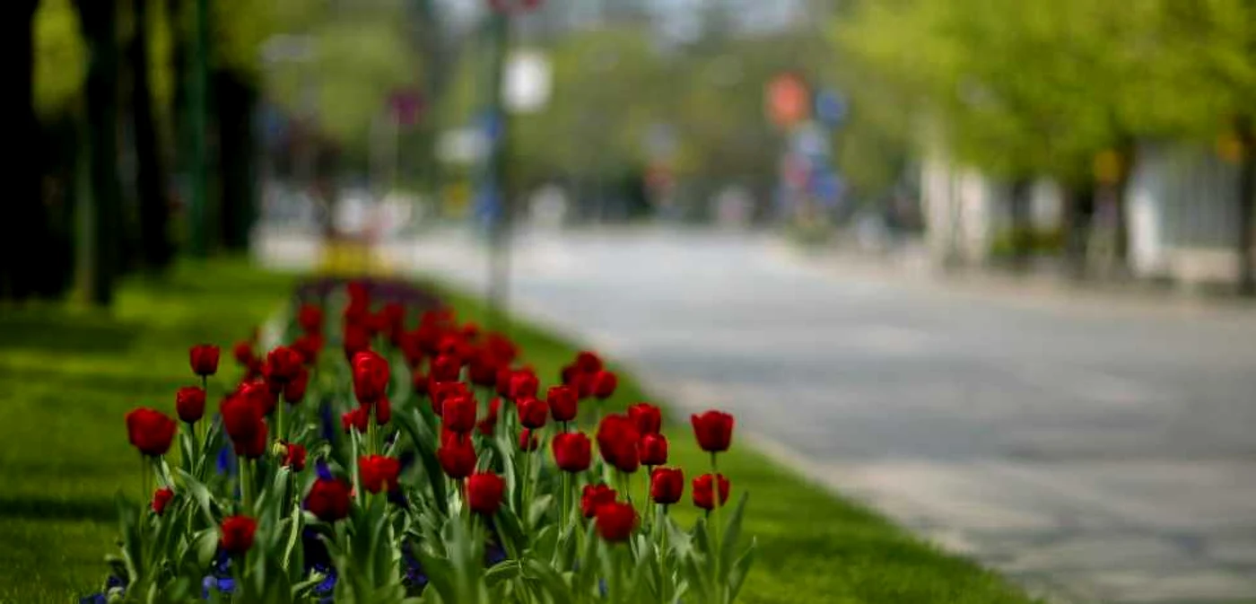 Oraşul florilor sărbătoreşte Floriile