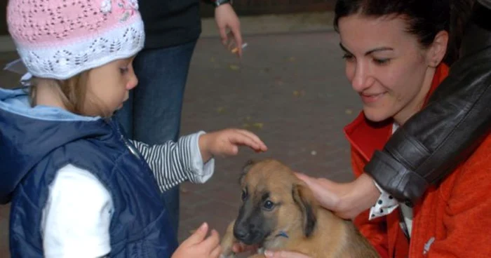 Campaniile de adopție încep în fiecare zi, la ora 12, în Piața Mare
