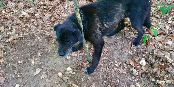 Un câine bătrân a fost legat strâns de un pom dintr-o pădure din Braşov FOTO Primăria Braşov