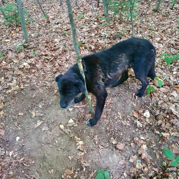 Un câine bătrân a fost legat strâns de un pom dintr-o pădure din Braşov FOTO Primăria Braşov