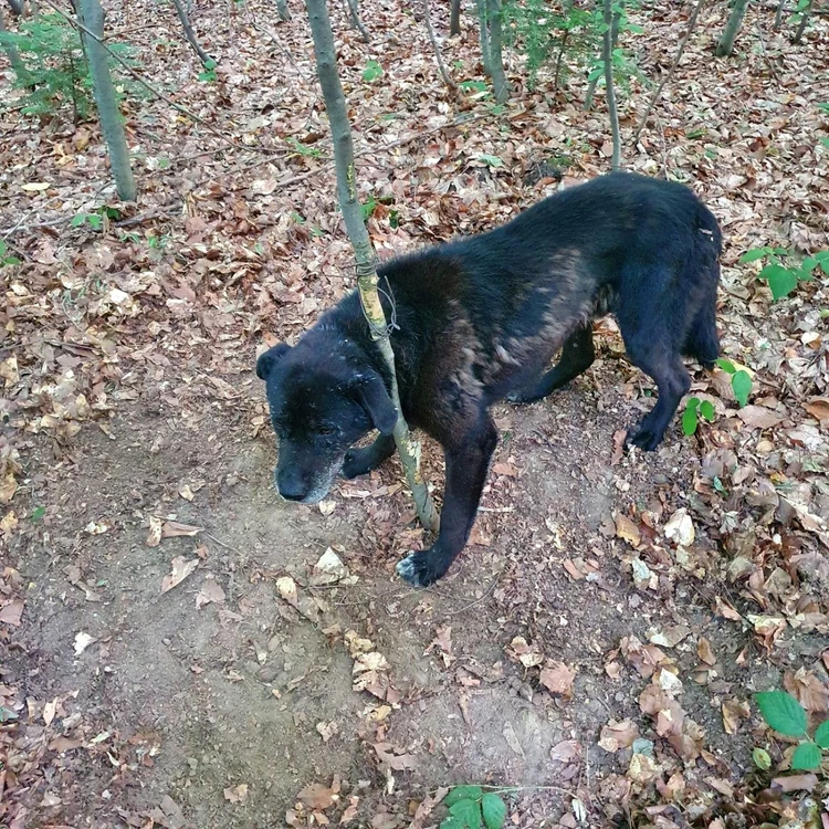 Un câine bătrân a fost legat strâns de un pom dintr-o pădure din Braşov FOTO Primăria Braşov