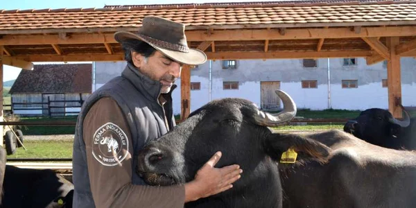 Krishan George are la fermă 180 de bivoli