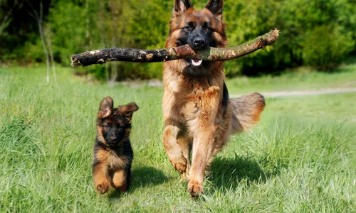 1 schafer dog 4357790 1920 jpg jpeg