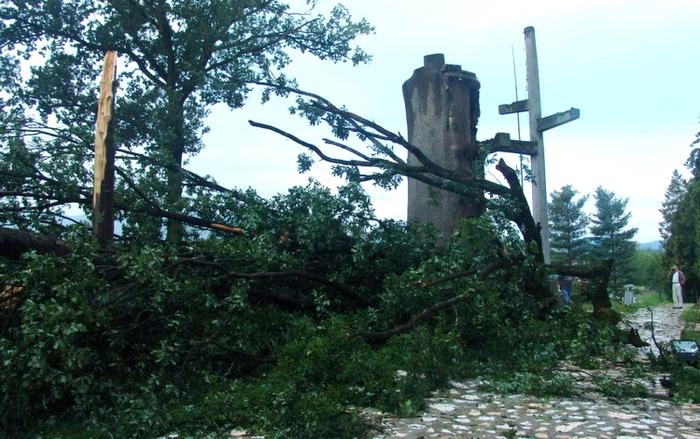 Gorunul în 2005, după furtuna care a rupt ultima sa creangă. Foto: Traian Manu