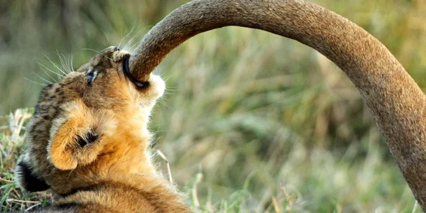 pui de leu in savana FOTO Photoland Caters News