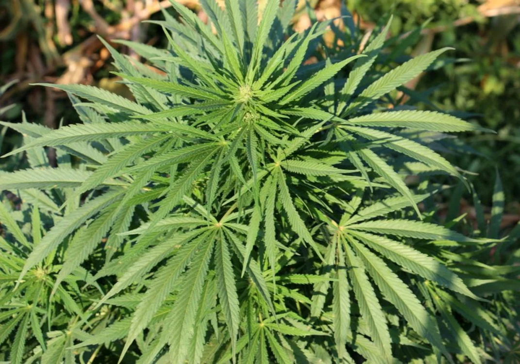 Cannabis