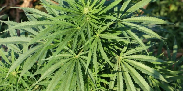 cannabis