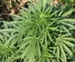 cannabis