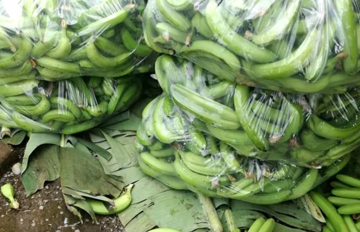 Anca Gheorghică pe plantaţiile de banane din Ecuador FOTO Arhivă personală