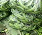 Anca Gheorghică pe plantaţiile de banane din Ecuador FOTO Arhivă personală