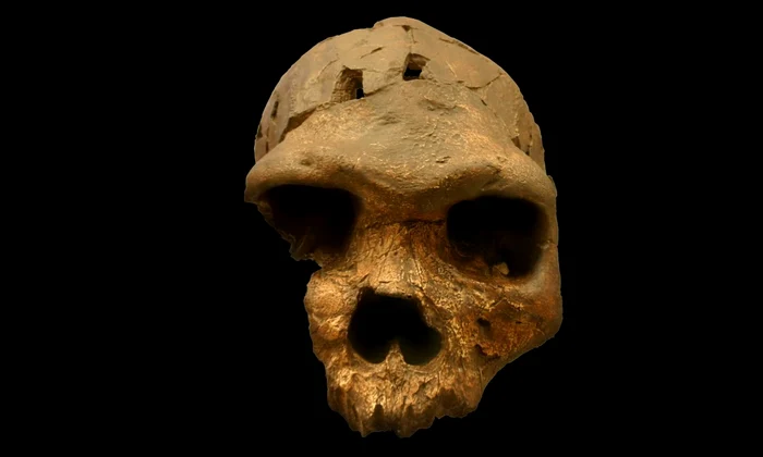 O specie de hominid care a trăit în urmă cu 500 000 de ani, strămoșul direct al oamenilor moderni jpeg