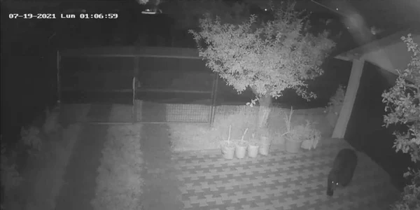 Un urs a intrat în curtea unei case din Câmpina