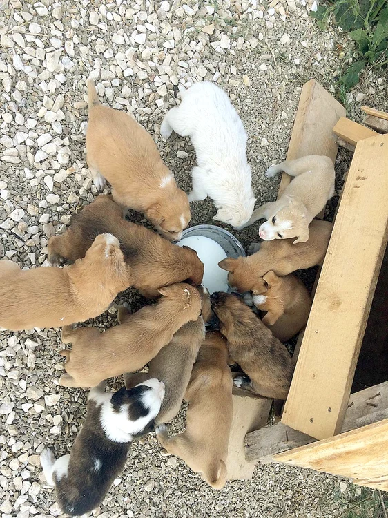 Iată-i pe micuţii de care are grijă cântăreţulFoto: Arhiva personală