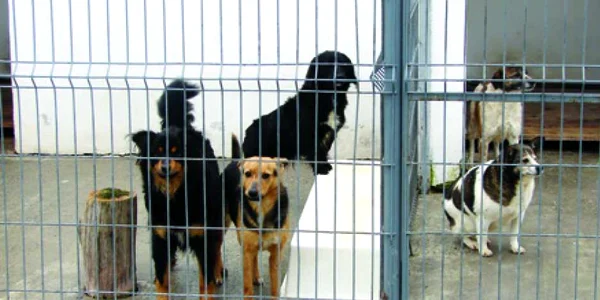 Câinii aşteaptă să fie înfiaţi la Adăpostul de Animale de pe Calea Bodrogului
