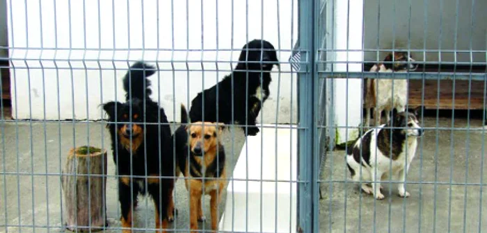 Câinii aşteaptă să fie înfiaţi la Adăpostul de Animale de pe Calea Bodrogului