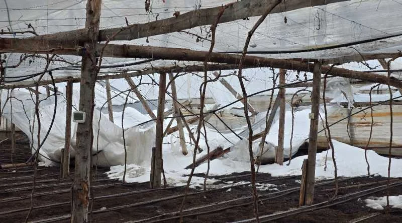 Sute de solarii distruse de viscolul și zăpada din ultimele zile. Pagube de zeci de mii de euro