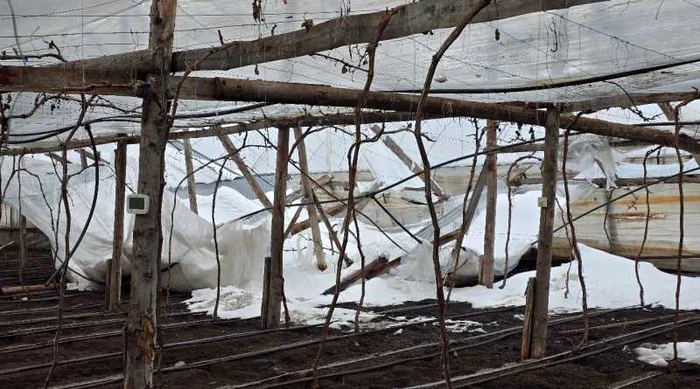 Zeci de solarii au fost distruse FOTO: Ziar de Buză