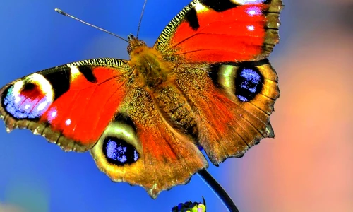 cei mai frumoşi fluturi din lume jpeg