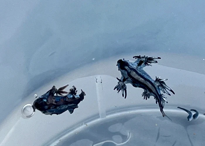 Înțepătura acestui melc de mare poate fi mortală / foto: X