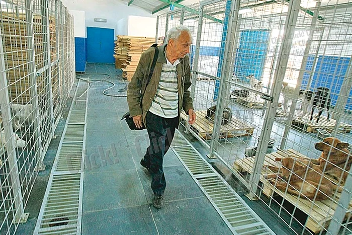 Un husky aşteaptă după gratii ca să fie şi el luat acasă  (Fotografii: Dorin Constanda )