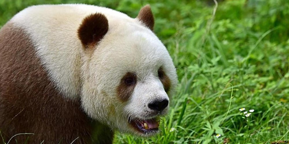 O specie de urși panda alb-maro trăiește în munții Chinei. Cum au apărut, potrivit oamenilor de știință 
