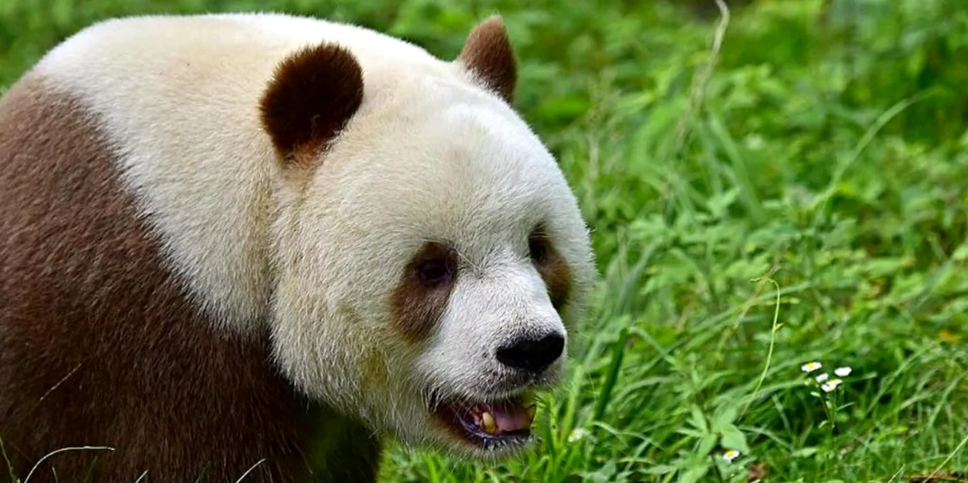 Urs panda alb-maro FOTO Twitter