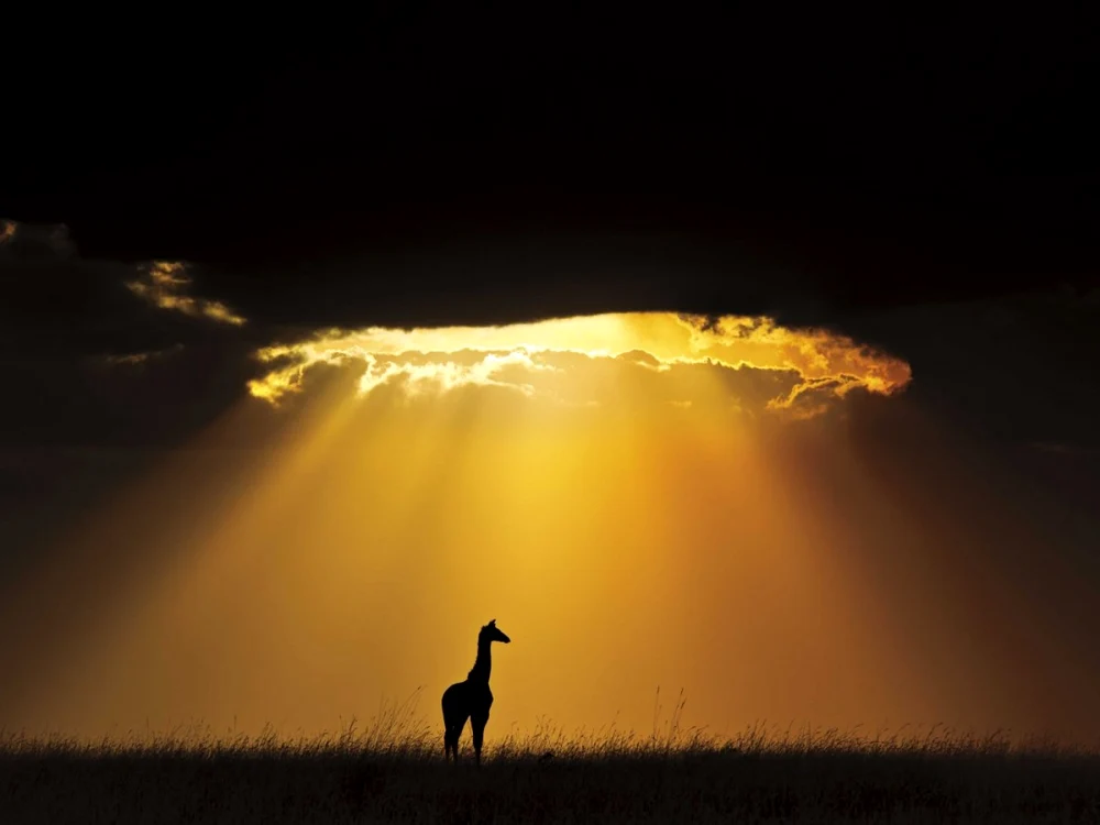Viaţa în sălbăticia din Africa: O girafă singuratică a fost surprinsă în lumina apusului din Rezervaţia Masai Mara din Kenya. FOTO businessinsider.com