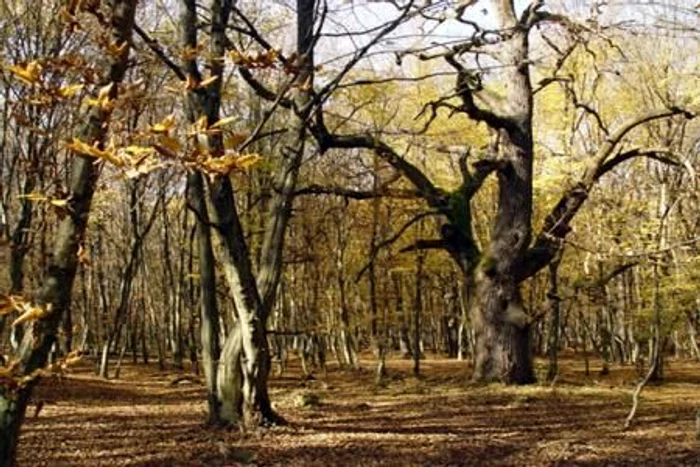 Cele mai frumoase păduri din România: Pădurea Mociar. O vacanţă la Sovata poate fi completată cu o plimbare în cea mai batrână pădure din ţară