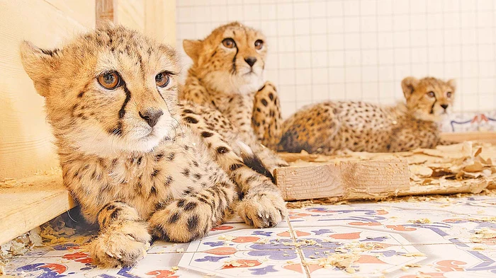 Micile feline nu vor fi eliberate niciodată