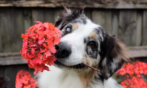 1 caine floare jpg jpeg