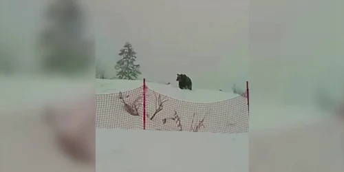 Ursul şi-a făcut apariţia lângă pârtia Drumul Roşu