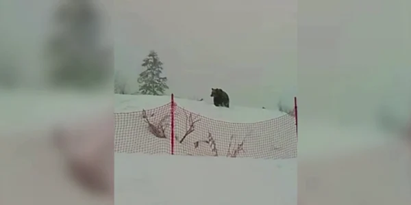 Ursul şi-a făcut apariţia lângă pârtia Drumul Roşu