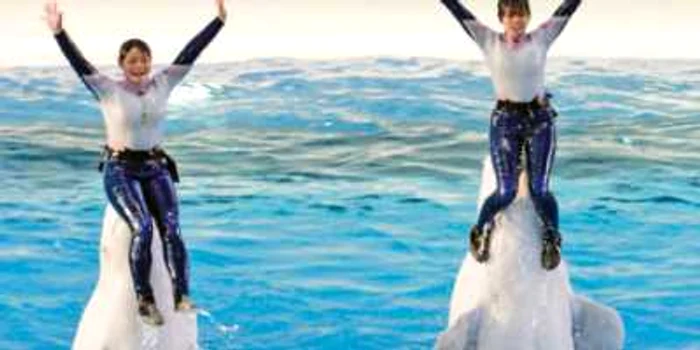 Dansul pe apă se învaţă mai bine la delfinariu