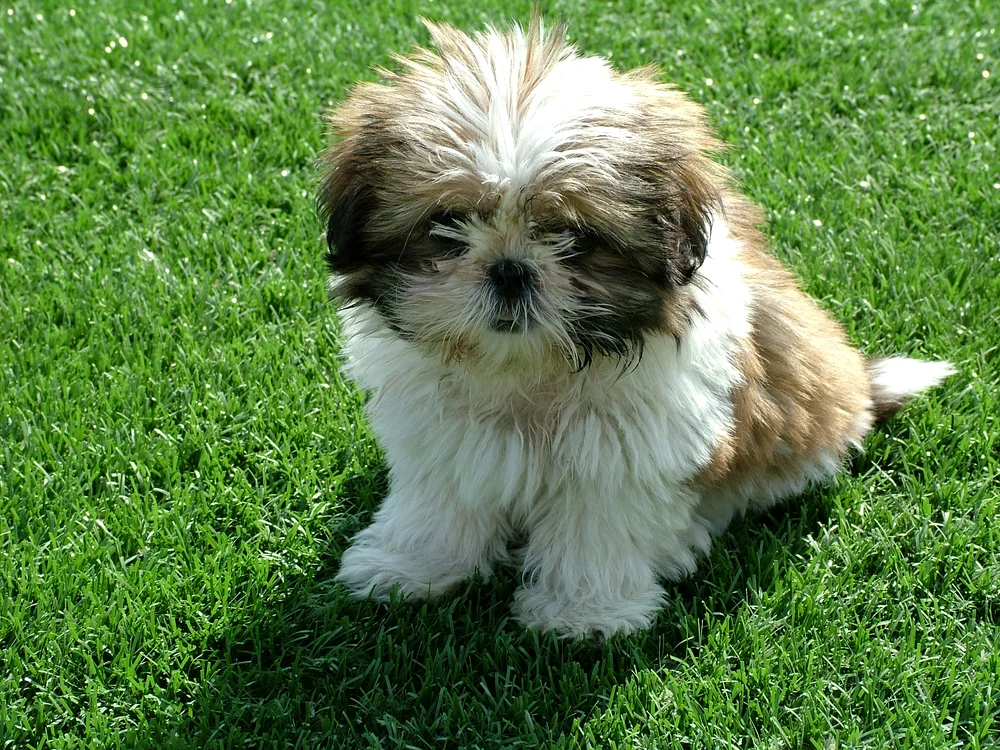 Shih Tzu este extrem de prietenos și unul dintre cei mai deştepţi câini de talie mică pentru copii