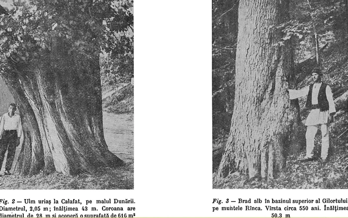 Arbori seculari Foto Istoria Pădurilor din România. Constantin Giurescu. 1976