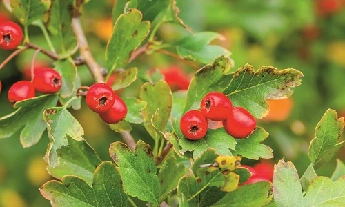 1 ceaiuri pentru bila jpg jpeg