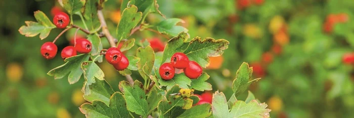 1 ceaiuri pentru bila jpg jpeg