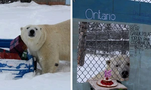 urs polar ganuk instagram jpg