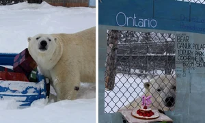 urs polar ganuk instagram jpg