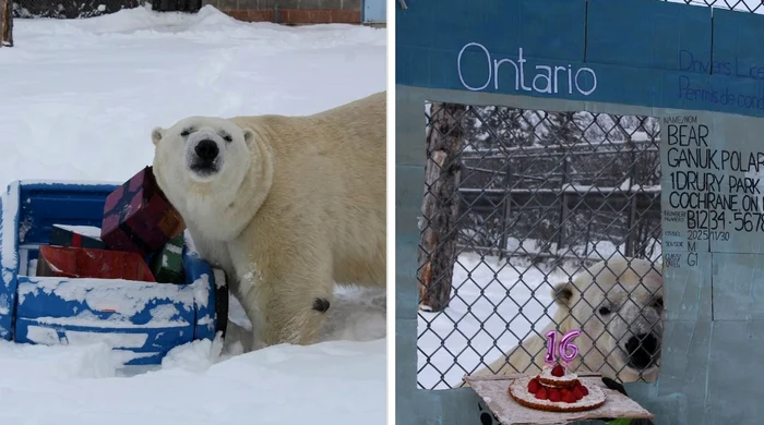 Ursul polar Ganuk a împlinit 16 ani (Foto: Instagram)