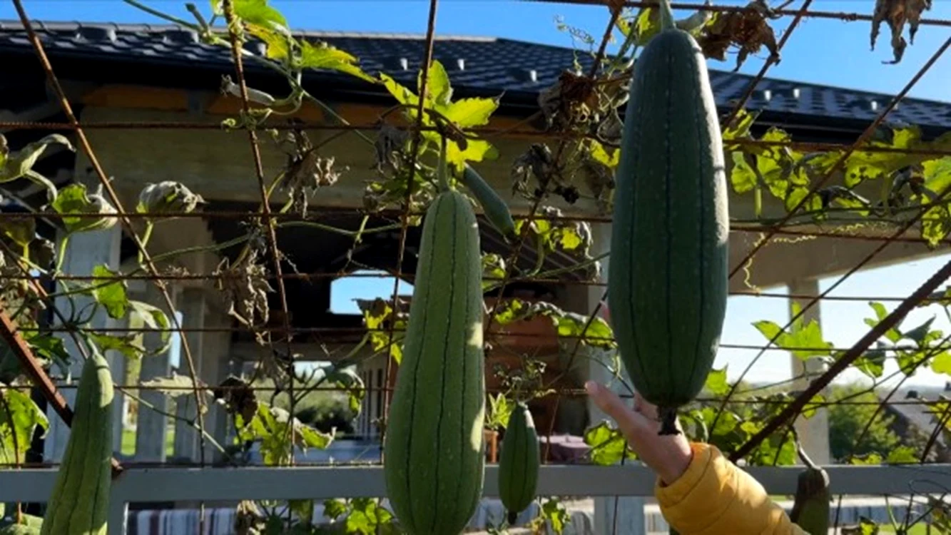 Leguma rară cultivată și în România / captură foto: Observator