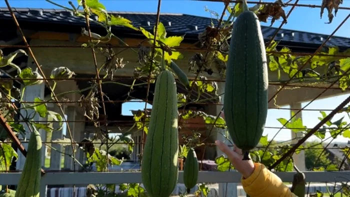 Leguma rară cultivată și în România / captură foto: Observator