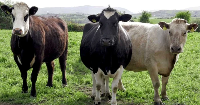 Arad: Zootehniştii arădeni vor primi fonduri