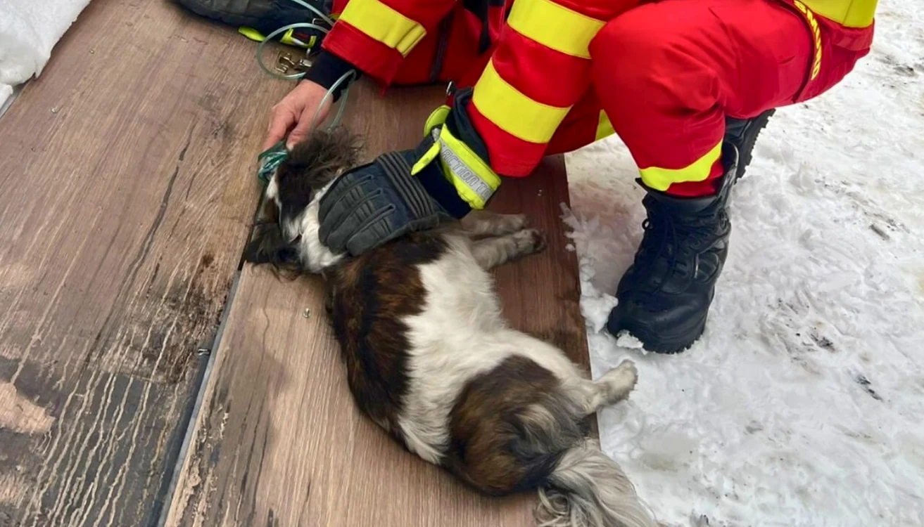 Animalele de companie sunt la fel de vulnerabile ca oamenii, în caz de incendii. FOTO: Facebook/IGSU