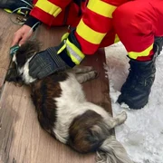 Cățel salvat de pompieri și paramedicii SMURD în urma unui incendiu la Maieru FOTO: Facebook/IGSU