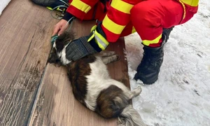 Cățel salvat de pompieri și paramedicii SMURD în urma unui incendiu la Maieru FOTO: Facebook/IGSU